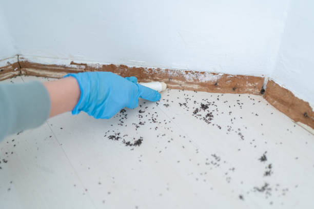 Best Termite Control Services  in Sheffield, IA